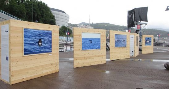 Exposición “Ballenas de Santurtzi en el Golfo de Bizkaia”